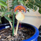 Tropical royal flycatcher plant stake