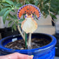Tropical royal flycatcher plant stake