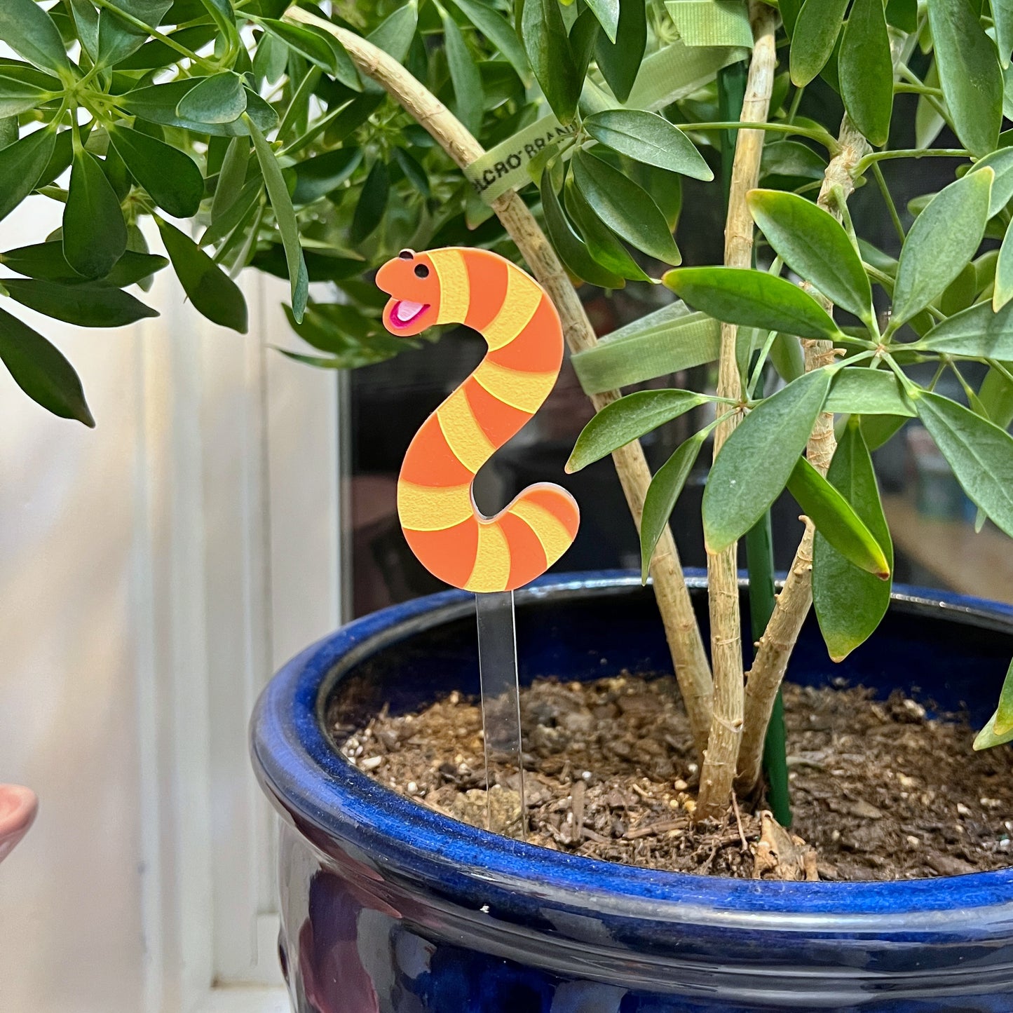 Stripey worm plant stake